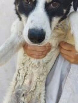 Speranto 54 cm - Alpenrod