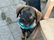 Sanfter, freundlicher Loki, 60 cm, sucht - Berlin