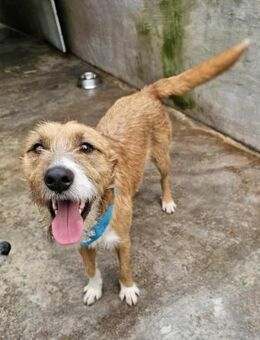 Verspielter Rüde Gil - Eichenzell