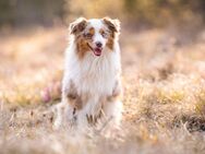 Lieber, ruhiger Toy Australian Shepherd sucht Zuhause Nähe Starnberg - Meckenbeuren