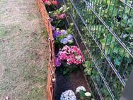Gärtner mit 15j Jahren Erfahrung in der Grünflächen Pflege sucht Gartenarbeiten alles anbieten - Hannover Vahrenwald-List