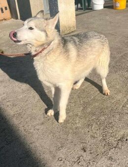 PADRAiG 😍 ein schöner Huskymix-Bub - Mylau