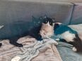 liebevolle Kater abzugeben in 22525