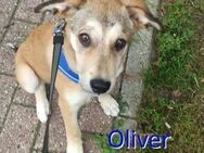 OLIVER ❤ wartet in 44892 Bochum - Langenhagen