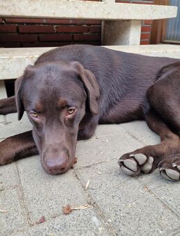 Labrador, 7 Monate, nicht kastriert - Heinsberg