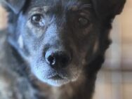 Donna braucht einen Neustart 🐾 - Elsdorf (Nordrhein-Westfalen)