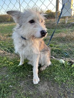 🐾❤️. FRITZCHEN, 40/45 cm - Eichendorf