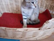 Kätzchen (Junge) sucht zuhause - München
