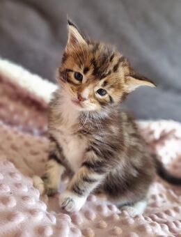 Eric vom Ellergarten - Maine Coon Kitten - Oebisfelde-Weferlingen