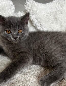 Britisch Kurzhaar kitten - Willich