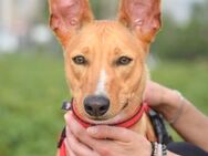 Justino ist der perfekte Familienhund - Laatzen