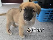 Wer hat ein Körbchen für Oliver?? - Essingen (Rheinland-Pfalz)