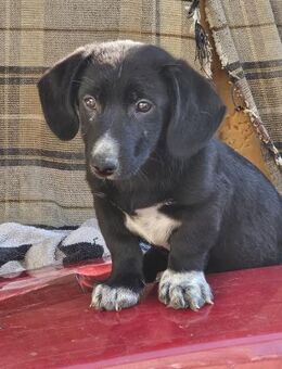 Pebbles, kleiner Welpe sucht sein Glück - Leonberg (Baden-Württemberg)