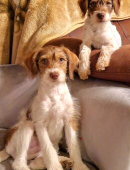 Curly Farmdog * Hybrid* Danish-Swedish Farmdog * Zwergpudel * Poodle * Doodle - Wittenberg (Lutherstadt)