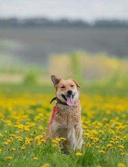 Britta, Glück auf drei Pfoten - Süderholz