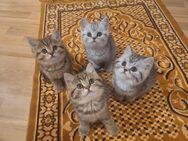 BRITISCHE KURZ HAAR MIX KITTEN - Hagen (Stadt der FernUniversität)