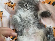 Reinrassige Main Coon Kitten ohne Papier - Ilmenau