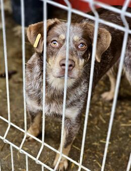 Marona - freundlich, neugierig, offen - Weilheim (Oberbayern)