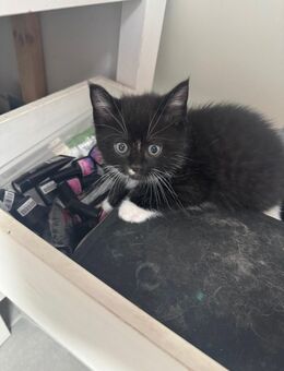 Babykatze Kitten - Wiehl