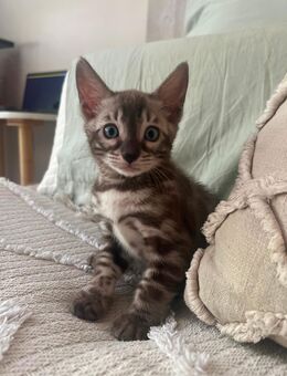 Reinrassige Bengalkatze abzugeben - Berlin