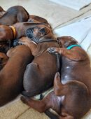 Rhodesian Ridgeback Welpen – liebevoll in der Familie aufgezogen, Abgabe ab Dezember in 49835