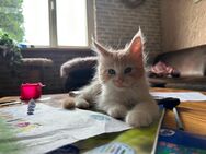 Maine Coon kitten - Nidda