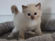 Bildhübsche Ragdoll Kitten mit Stammbaum - Oebisfelde-Weferlingen