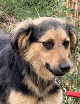 Ich heiße Chippy ... - Frankfurt (Main)