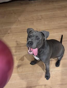 American Bully (6Mon.) - Hamburg