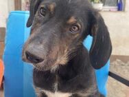 ✨ Zuckerschnute Welpe Finnley🌟 - Eislingen (Fils)