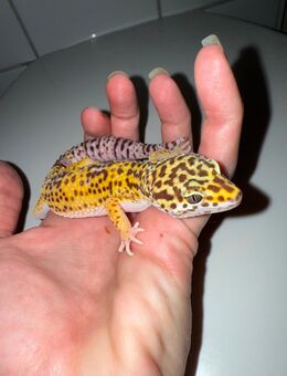 1.0 Red Dymont Leopardgecko Männchen Enz 24 abzugeben - Emsdetten