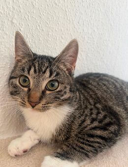 Süße junge Ekh/Bkh Mix - Hückelhoven