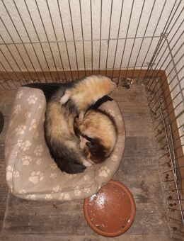 Frettchen Zucht paar - Calau