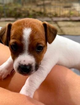 Jack Russel Welpen - Schallstadt