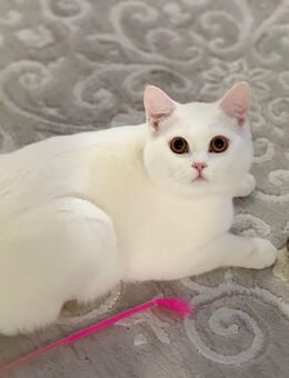 Reinrassiger Britisch Kurzhaar Kater in Weiß – liebevolles Zuhause gesucht - Köln