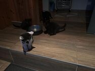 5 zuckersüße Katzen Babys suchen ein Zuhause - Wettin-Löbejün Lettewitz