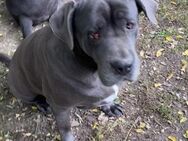 AIDA, Hündin, Cane Corso - Nörten-Hardenberg