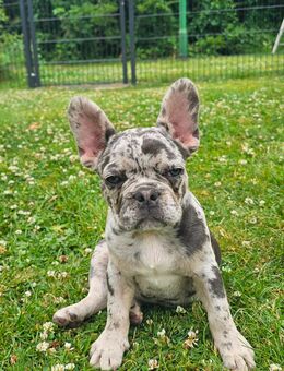Sportliche Französische Bulldogge - Duisburg