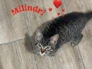 Milindri ein Mini mit viel Liebe - Stein-Wingert