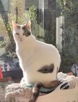 Liebe FIV Fleki sucht ihre Menschen - Margetshöchheim