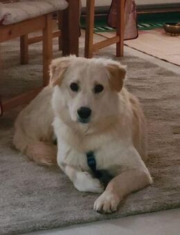 Goldie sucht sein Für-Immer-Zuhause - Ludwigshafen (Rhein)