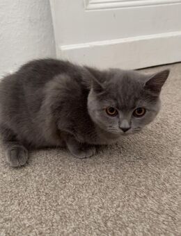 Bkh Kitten bereit abzugeben - Berlin Tempelhof-Schöneberg