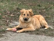 Sally sucht ein liebevolles Zuhause - Kleinostheim