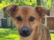 AIKO-1 jähriger, wunderschöner Rüde, 41 - Rösrath