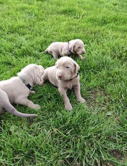 Labrador-Weimaraner-Welpen - Mockrehna