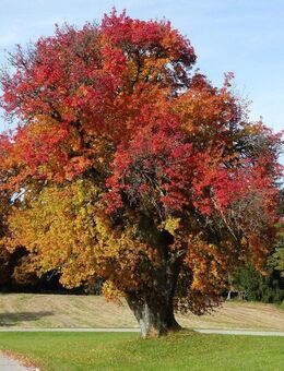 Goldener Herbst in Teisendorf: Umfangreich modernisiertes Zweifamilienhaus mit viel Garten! - Teisendorf