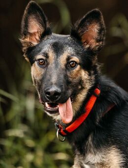 Hübsche Ajka sucht liebevolles Zuhause - Duisburg