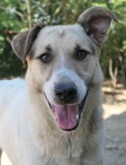 ALIISA - sanfte, schüchterne Hündin - Kallmünz