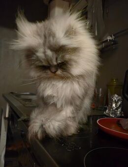 Liebenswerter Perserkater (2 Jahre alt) sucht ein neues Zuhause - Dresden