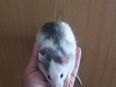 Ratten suchen schönes Zuhause in 04207